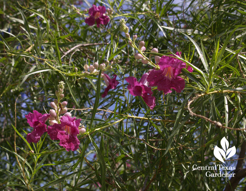 Bubba desert willow hummingbird small drought tough tree central texas gardener Bubba desert willow hummingbird small drought tough tree central texas gardener