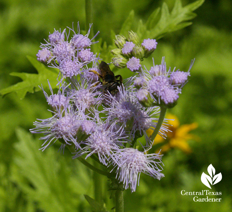 Bee on Gregg's mistflower Austin wildlife garden 