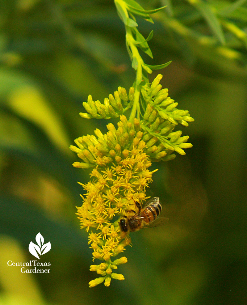 bee on perennial goldenrod central texas gardener 
