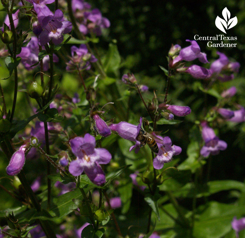 bee on gulf penstemon central texas gardener