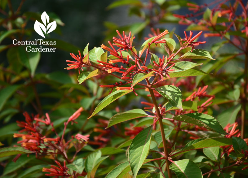 Firebush Hamelia patens hummingbird plant austin texas