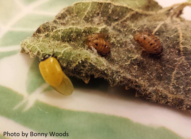 ladybug emerge from pupa photo by Bonny Woods Central Texas Gardener