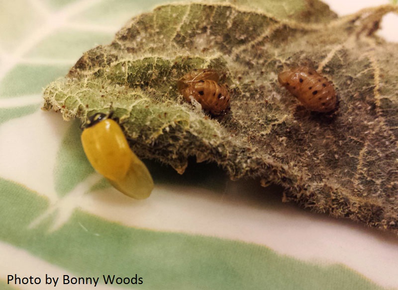 ladybug emerge from pupa photo by Bonny Woods Central Texas Gardener ladybug emerge from pupa photo by Bonny Woods Central Texas Gardener
