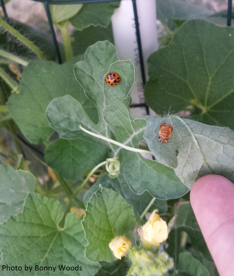 ladybug larvae on watermelon photo by Bonny Woods Central Texsa Gardener 