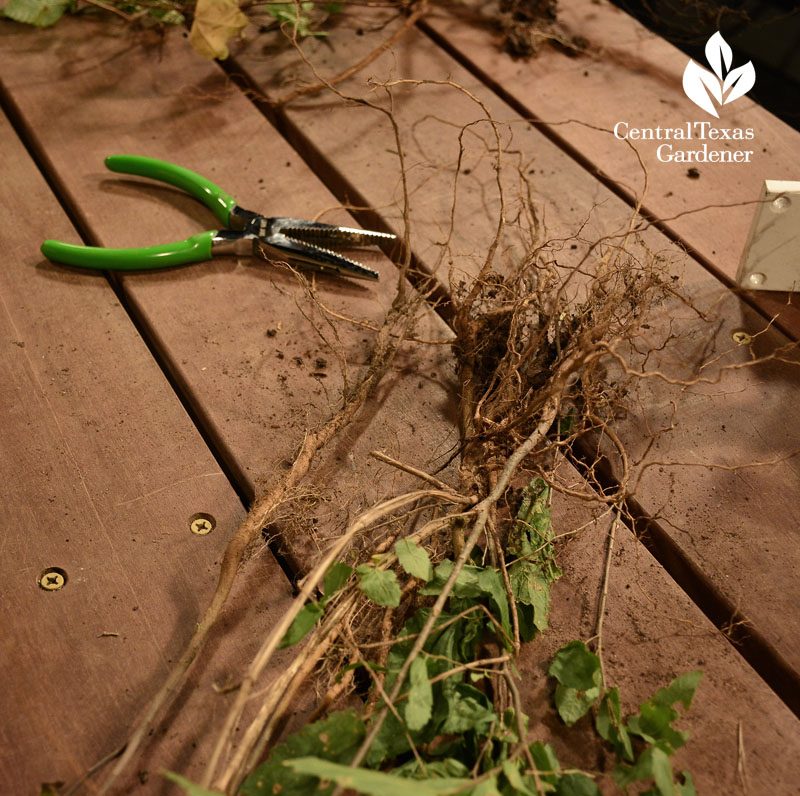 Lawn Jaws remove tree seedlings Central Texas Gardener Lawn Jaws remove tree seedlings Central Texas Gardener