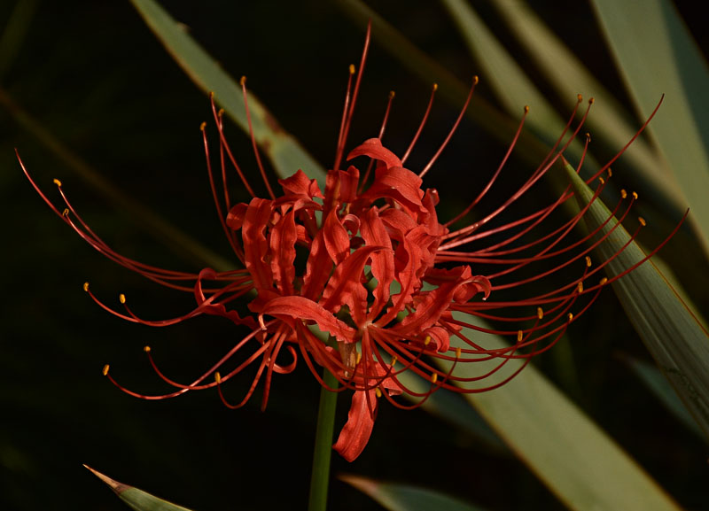 Fall perennial spider lily Lycoris radiata Austin Garden Fall perennial spider lily Lycoris radiata Austin Garden