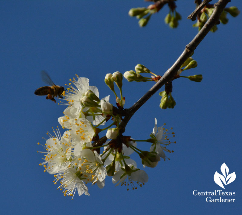 bee on mexican plum native tree central texas gardener