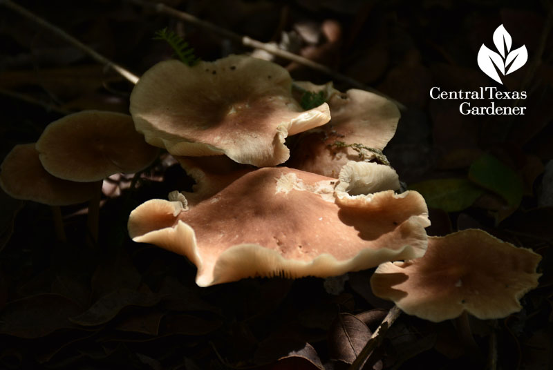 Garden mushroom to benefit soil Austin Texas 