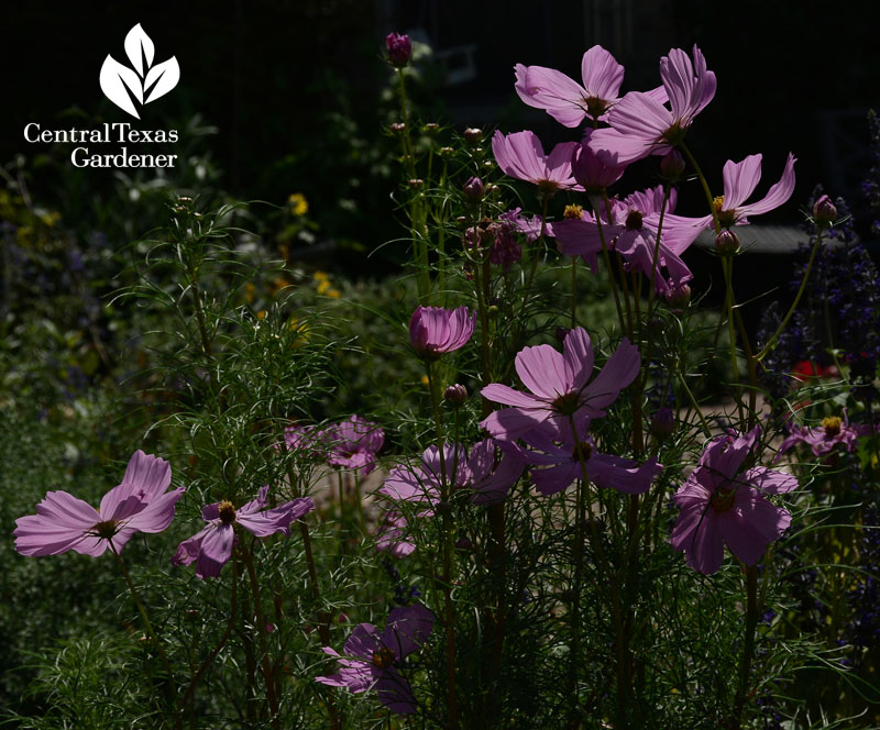 pink cosmos butterfly and bee summer annual central texas gardener 
