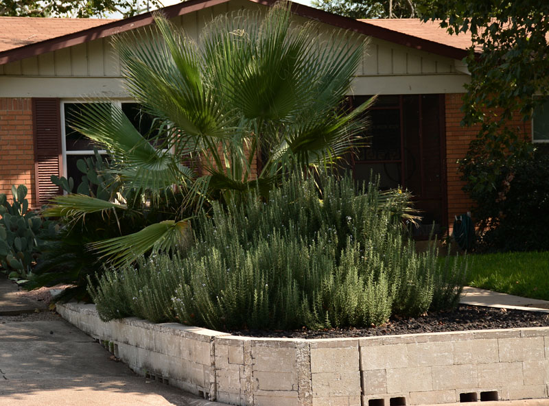 raised concrete bed to lose lawn central texas gardener 