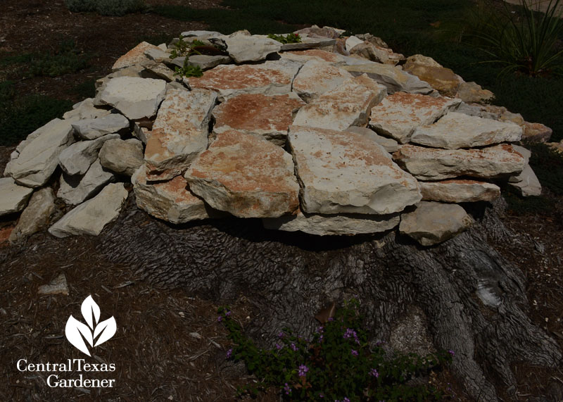 rocks garden on top of tree trunk central texas gardener