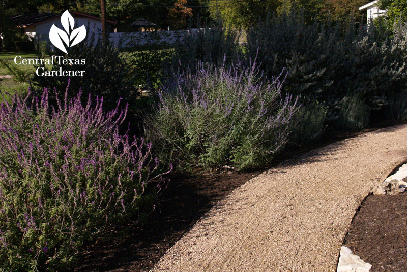 salvia leucantha and russian sage Xericstyle garden Central Texas Gardener