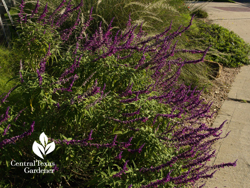 Mexican bush sage salvia leucantha drought wildlife plant Central Texas Gardener Mexican bush sage salvia leucantha drought wildlife plant Central Texas Gardener