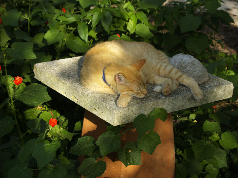 limestone slab on inverted pot for plant stand or cat nap