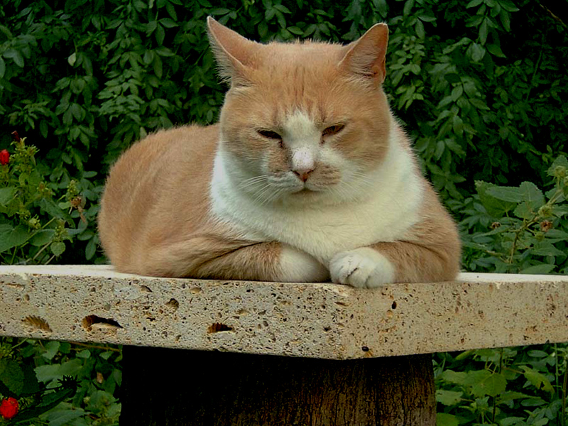 limestone slab on tree stump cat perch 