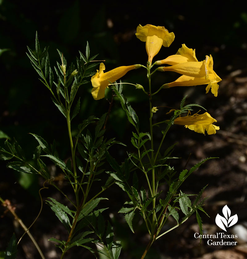 native tecoma stans esperanza wildlife plant drought 