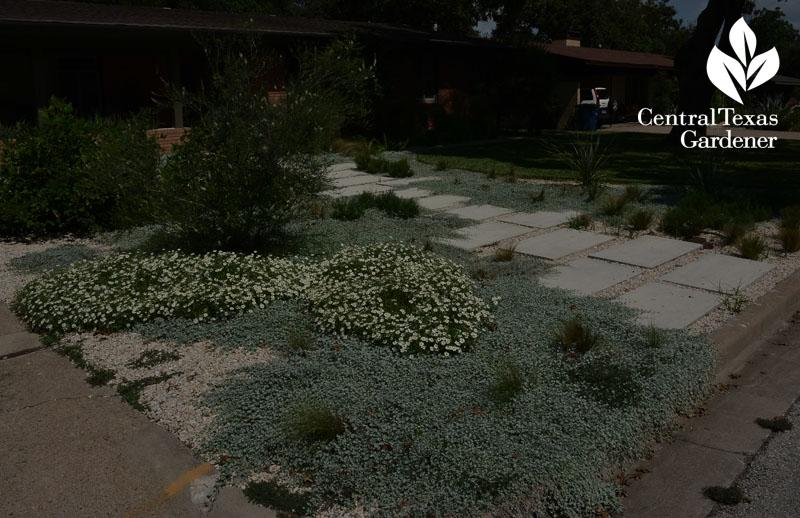 no lawn garden silver ponyfoot, yucca, almond verbena central texas gardener