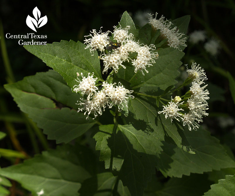 white mistflower for wildlife drought and shade Central Texas Gardener