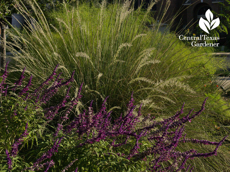 lindheimer muhly and salvia leucantha drought combo for wildlife central texas gardener 