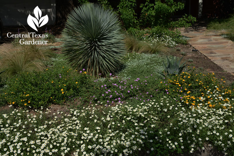 no-lawn wildlife garden yucca rostrada blackfoot daisy silver ponyfoot 