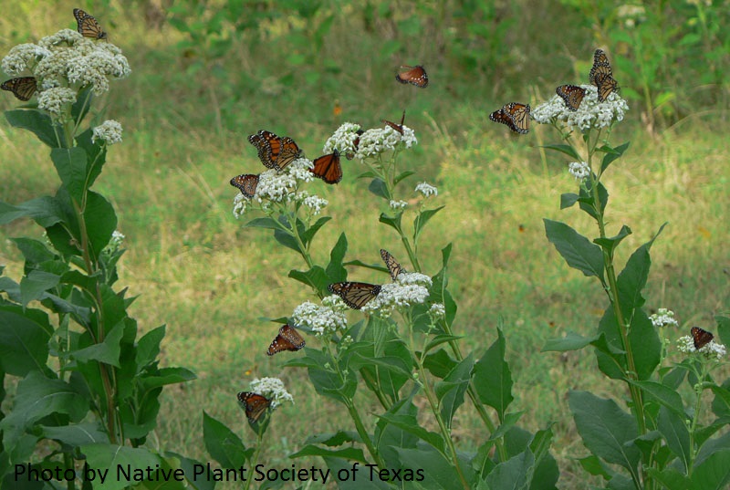 Frostweed and Queen butterflies Native Plant Society of Texas