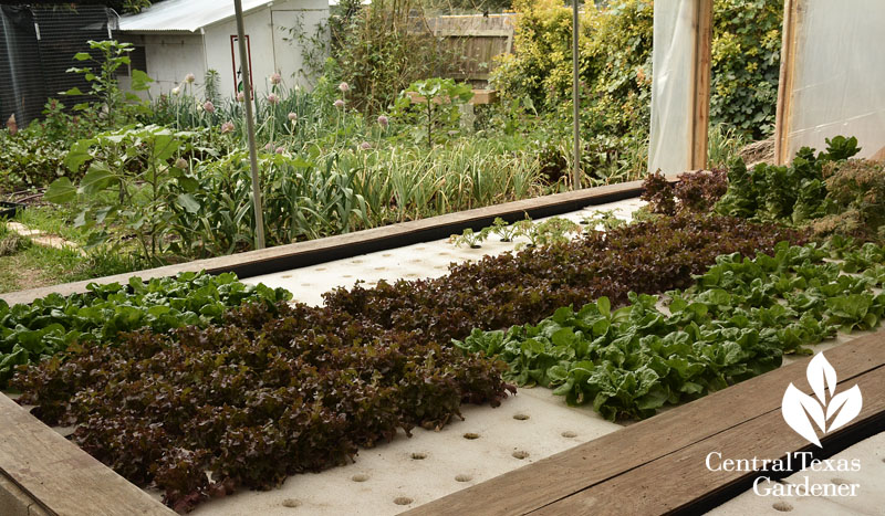 Ten Acre Organics backyard aquaponics and chickens Central Texas Gardener