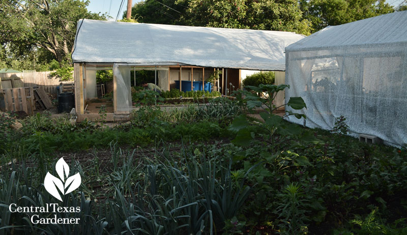 Ten Acre Organics backyard aquaponics Central Texas Gardener