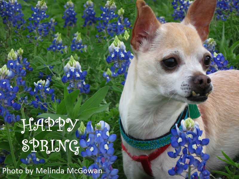 dog selfie bluebonnets central texas gardener 