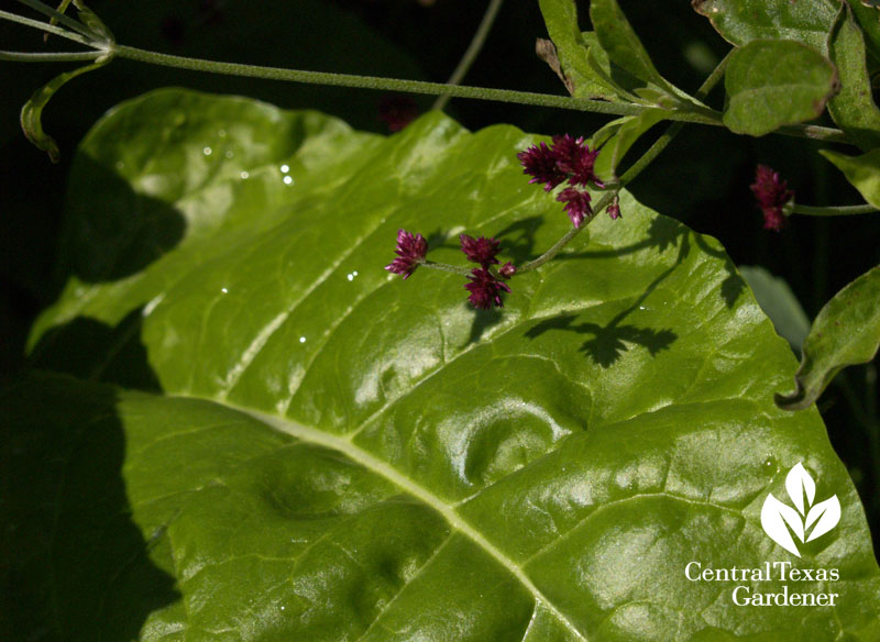 Swiss chard with gomphrena grapes central texas gardener