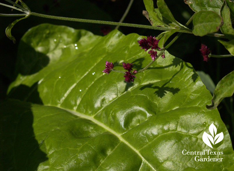 Swiss chard with gomphrena grapes central texas gardener Swiss chard with gomphrena grapes central texas gardener