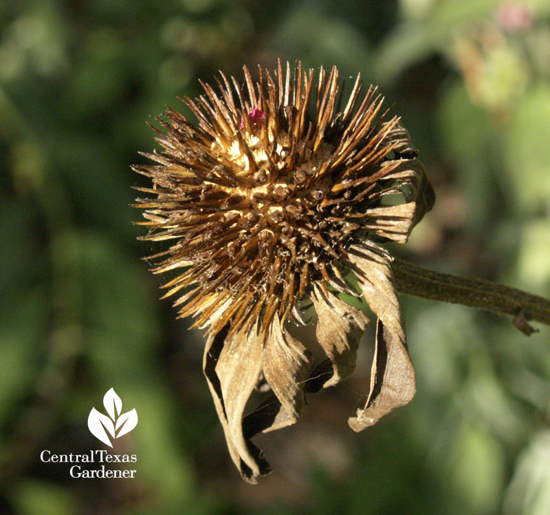 coneflower seeds for birds central texas gardener 