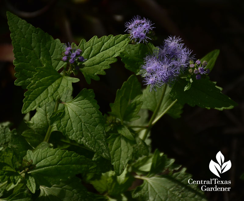 conoclinium coelestinum blue mistflower central texas gardener