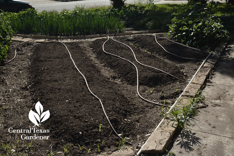 Ten Acre Organics drip hose suburban food garden central texas gardener