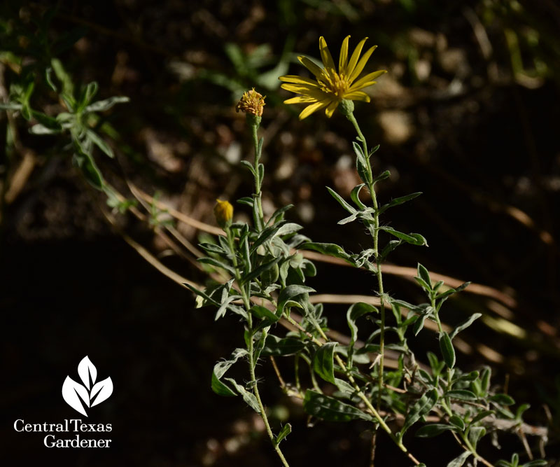 gray golden-aster native prairie perennial Central Texas Gardener 