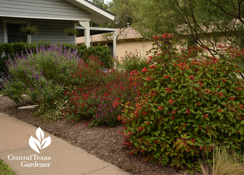 losing lawn for native hamelia patens and salvias small yard Central Texas Gardener
