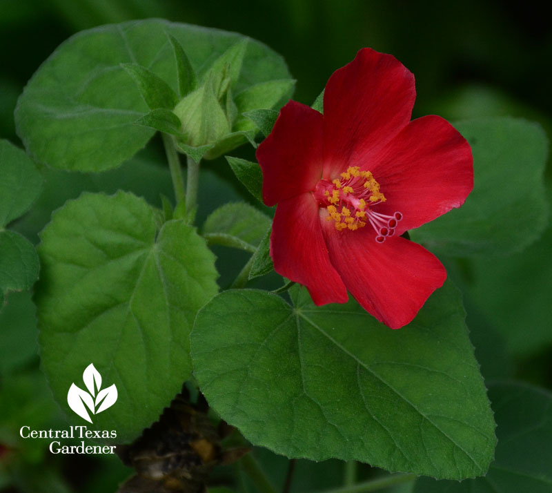 native hibiscus martianus central texas gardener 