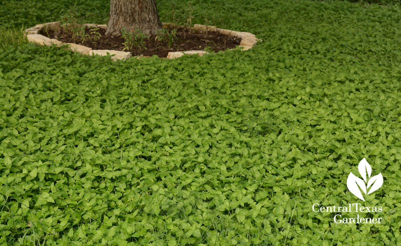 horseherb, straggler daisy lawn for drought central texas gardener 