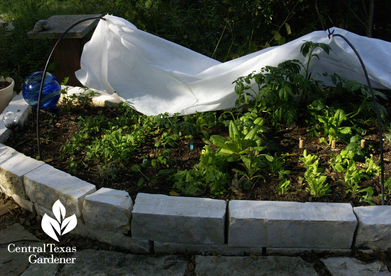 raised limestone vegetable bed austin te