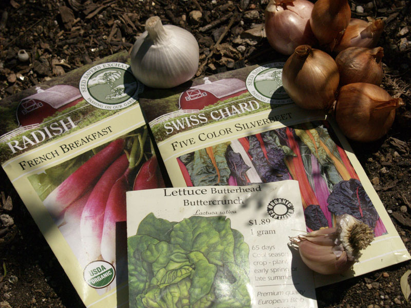 fall vegetable seeds and garlic austin texas 