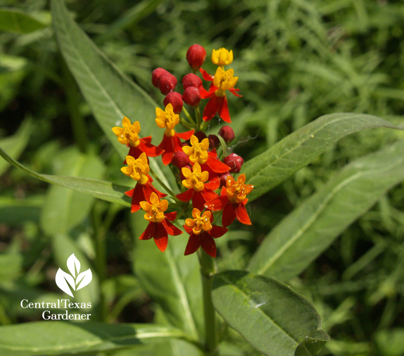 milkweed asclepias curassavica Monarch butterflies central texas gardener 