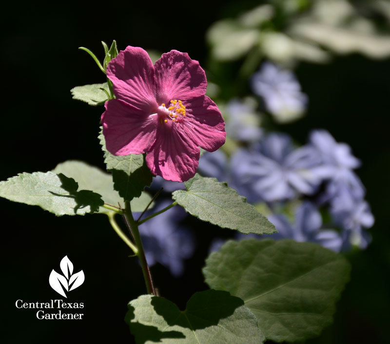 Native rock rose pavonia and blue plumbago part shade garden austin 