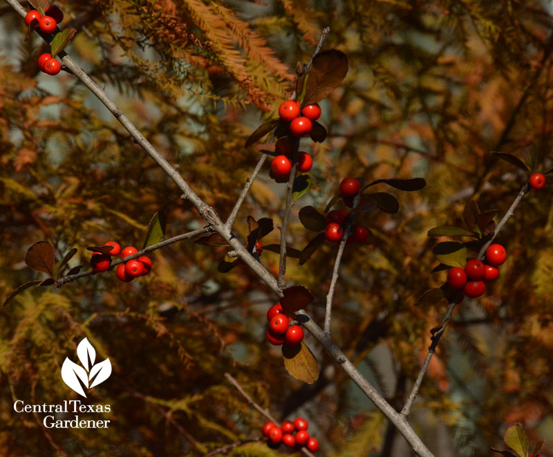 possumhaw holly berries for mockingbirds central texas gardener