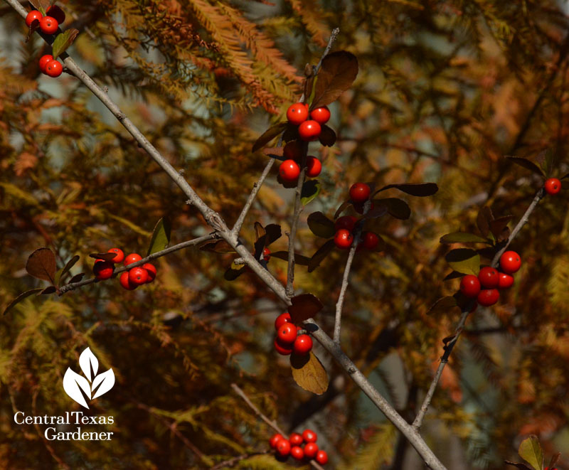 possumhaw holly berries for mockingbirds central texas gardener possumhaw holly berries for mockingbirds central texas gardener