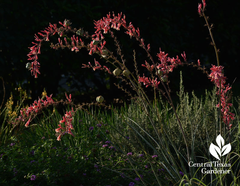 red yucca hesperaloe parvifolia for hummingbirds and drought