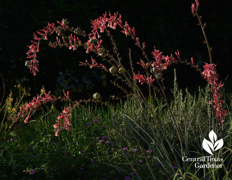 red yucca hesperaloe parvifolia for hummingbirds and drought red yucca hesperaloe parvifolia for hummingbirds and drought