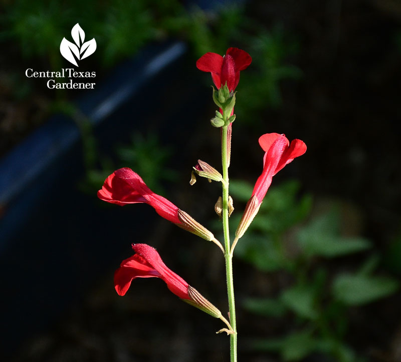 salvia silke's dream central texas gardener 