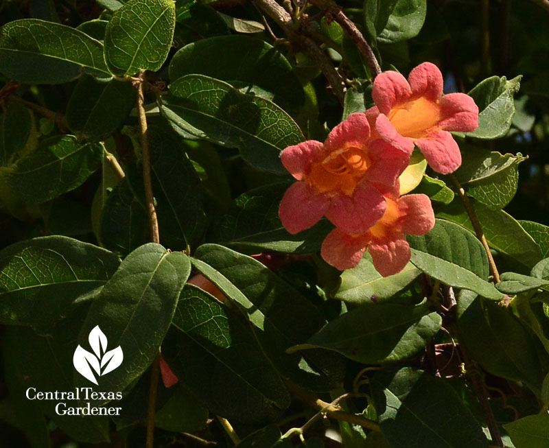 Tangerine Beauty crossvine flower Central Texas Gardener