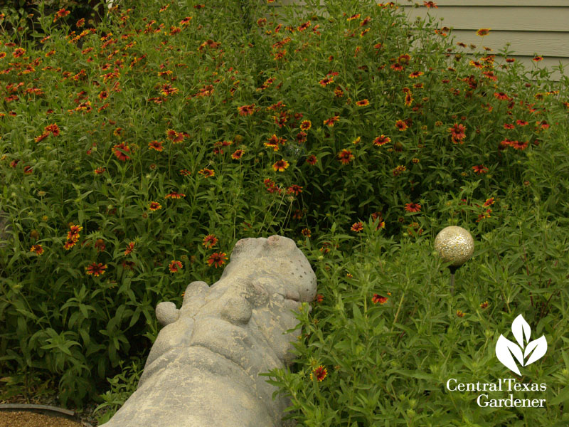 Hutto concrete hippo with Indian blanket wildflowers central texas gardener