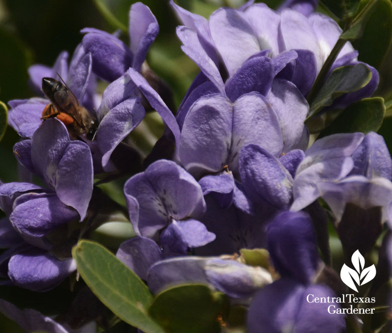 bee on mountain laurel flower central texas gardener 