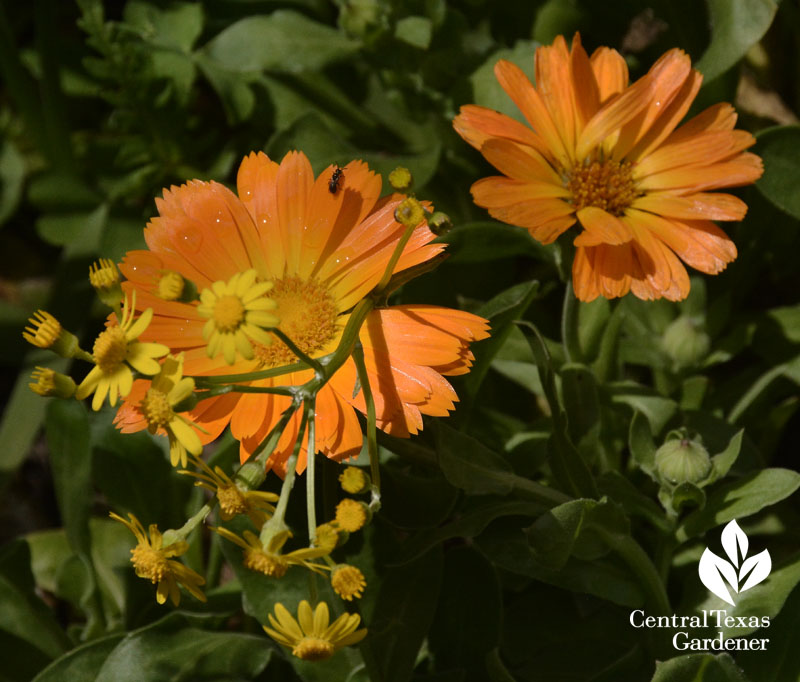 calendula and golden groundsel with beneficial insect 